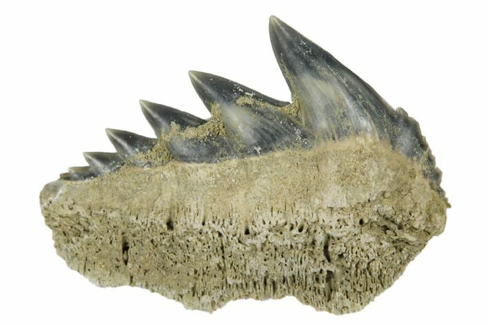 Fossil Cow Shark (Notorhynchus) Tooth - Aurora, NC #184320